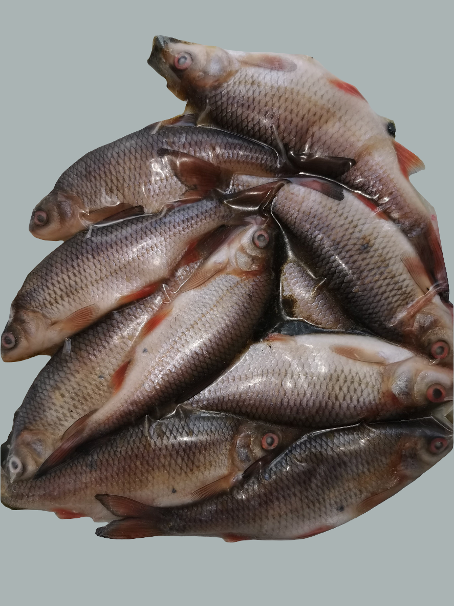 Rebel Pike Super Roach Deadbait