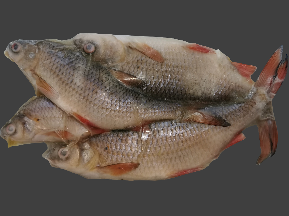 Rebel Pike Super Roach Deadbait