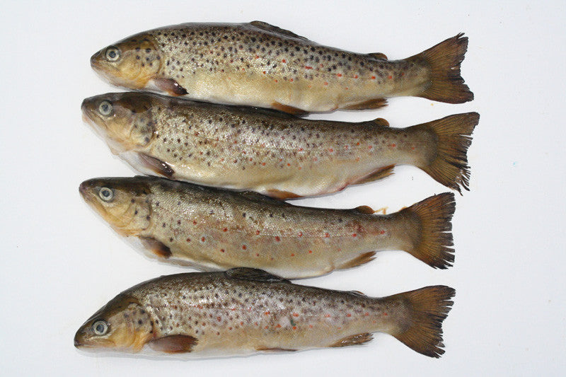 Brown trout pike deadbait