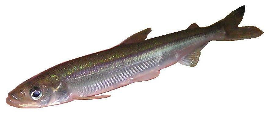 Rebel Pike Smelt Deadbait - Anglers World