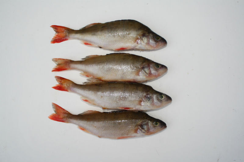 Rebel Pike Perch Deadbait - Anglers World