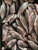 A dense pile of fresh silver-gray fish with pinkish undersides and small orange-red fins, filling the frame.
