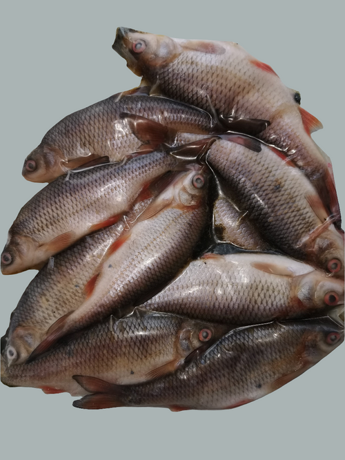 Rebel Pike Super Roach Deadbait - Deadbaits - Anglers World