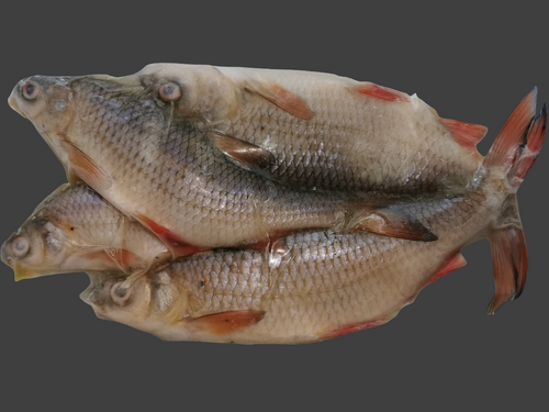 Rebel Pike Super Roach Deadbait - Deadbaits - Anglers World