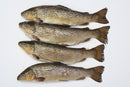 Brown trout pike deadbait