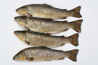 Brown trout pike deadbait