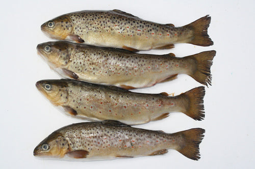 Brown trout pike deadbait