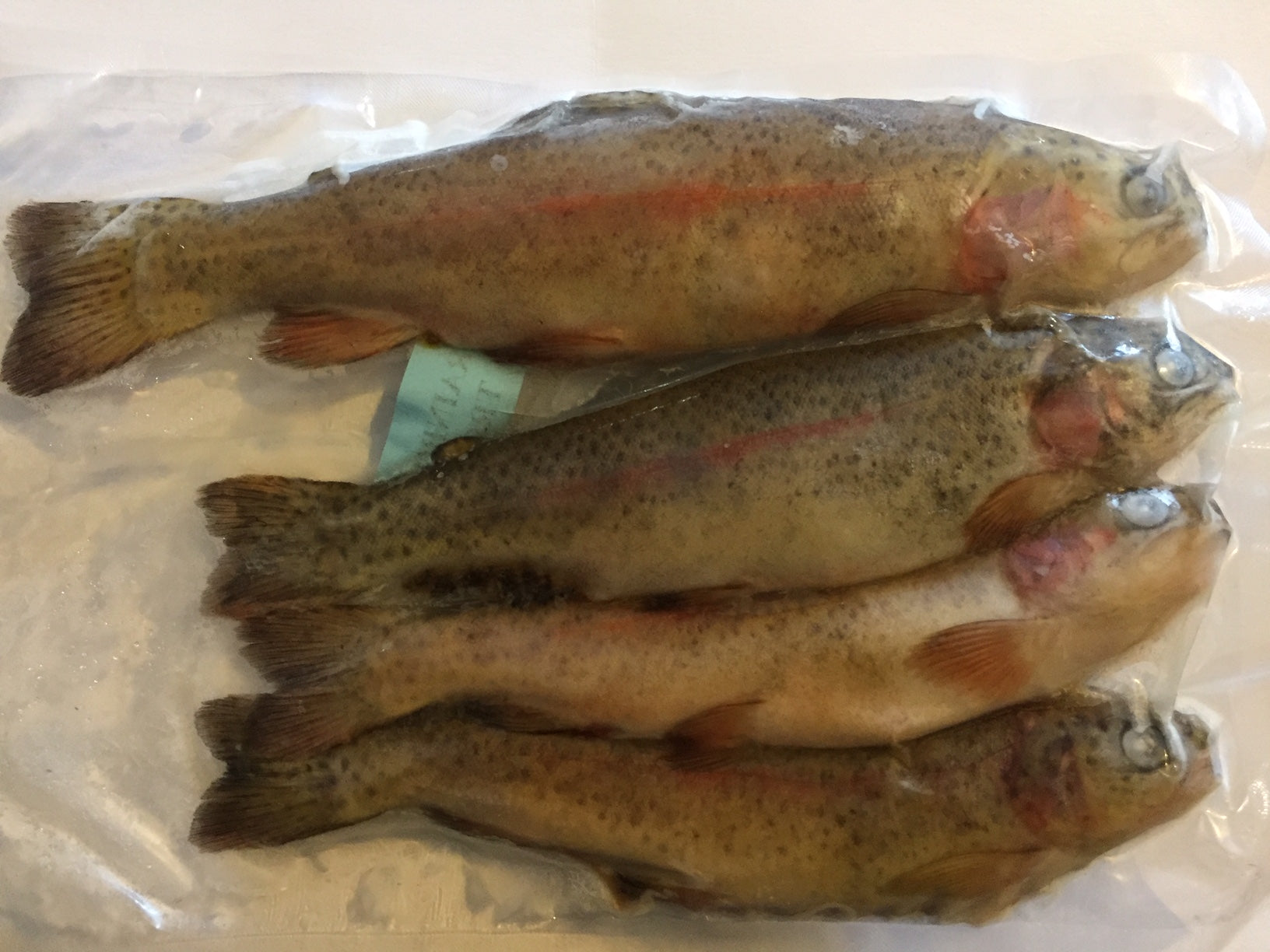 Rebel Pike Rainbow Trout Deadbait