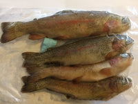 Rebel Pike Rainbow Trout Deadbait