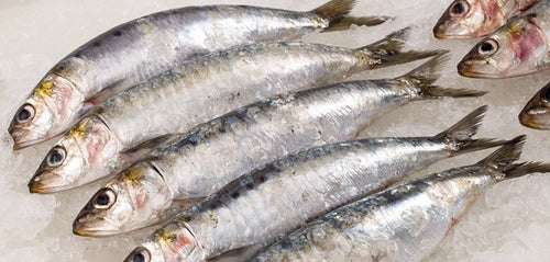 Rebel Pike Sardines Deadbait - Deadbaits - Anglers World