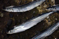 Rebel Pike Bluey Deadbait