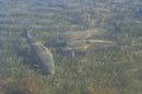 Korda Underwater DVD : Part 1 - 5