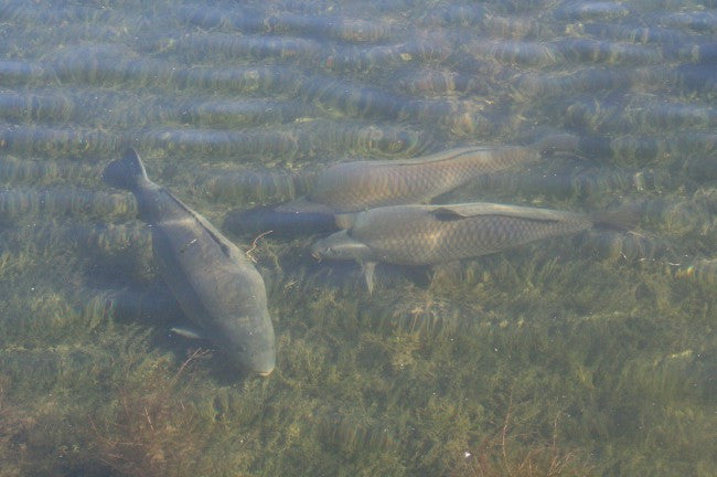 Korda Underwater DVD : Part 1 - 5