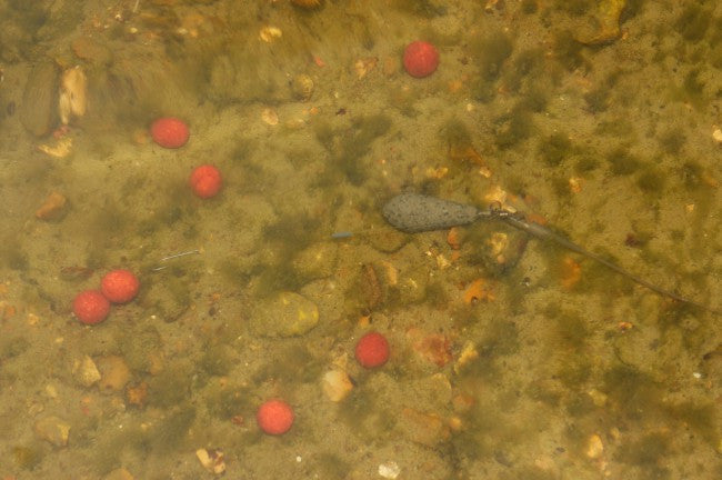 Korda Underwater DVD : Part 1 - 5
