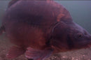 Korda Underwater DVD Part 7