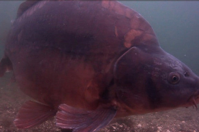 Korda Underwater DVD Part 7